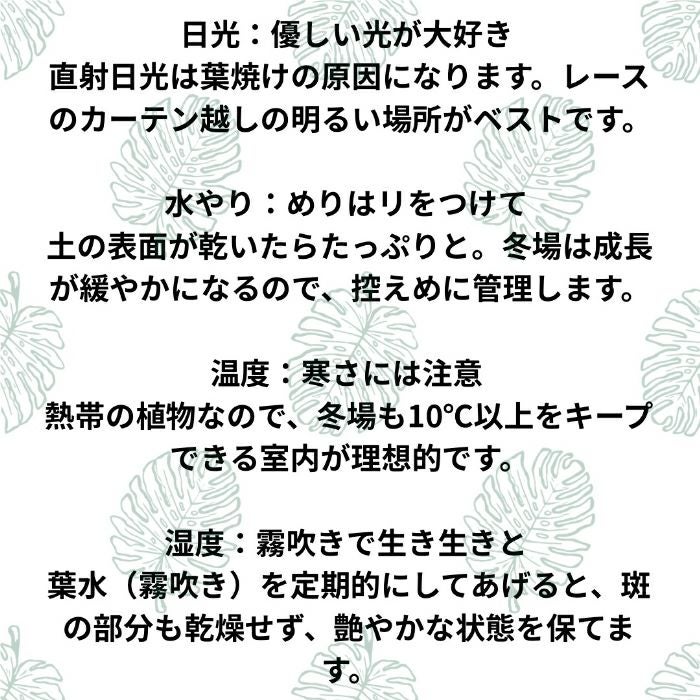 観葉植物現品販売