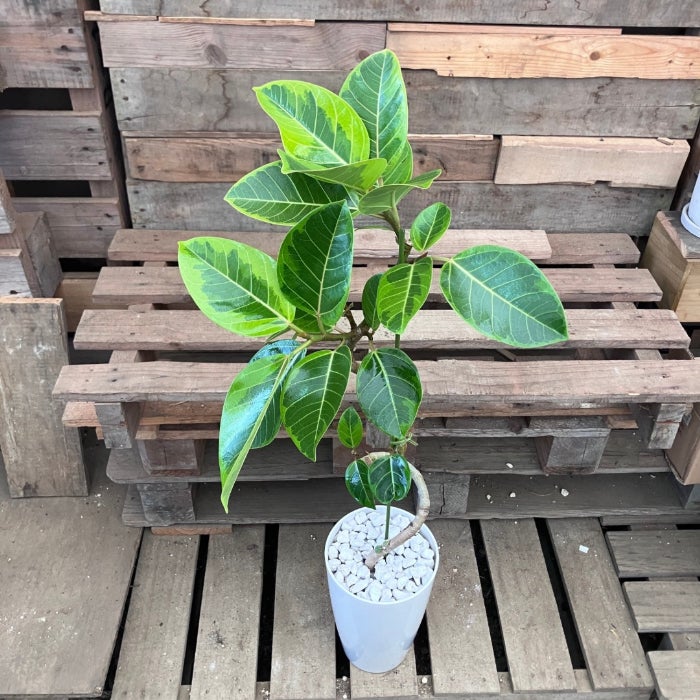 観葉植物現品販売