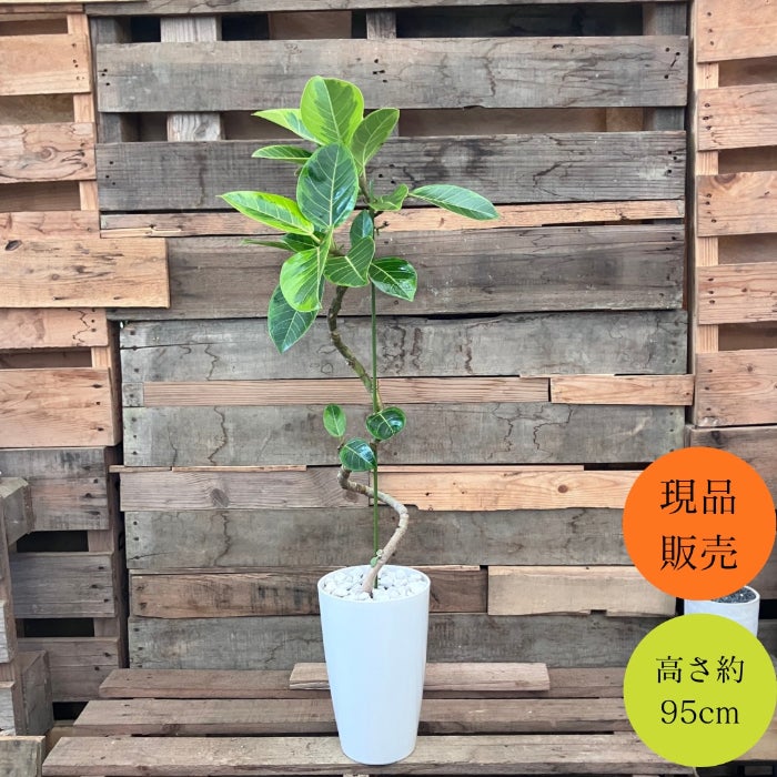 観葉植物現品販売