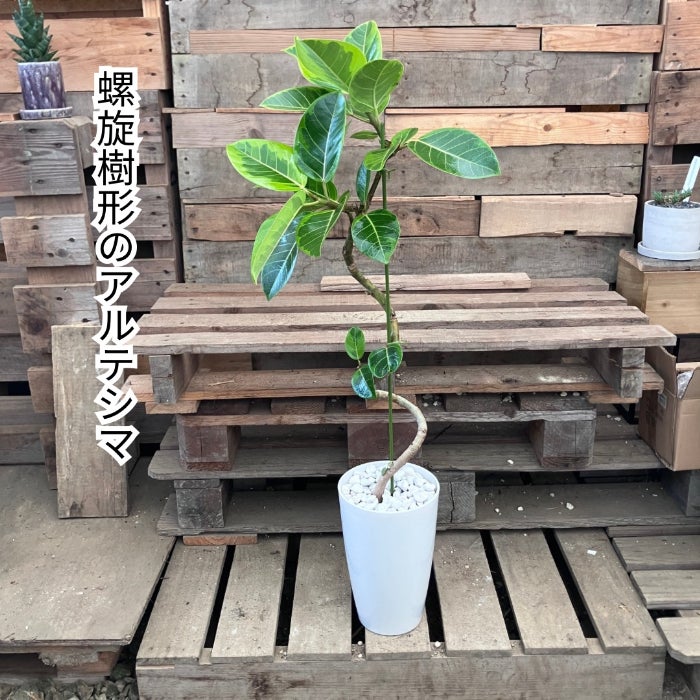 観葉植物現品販売