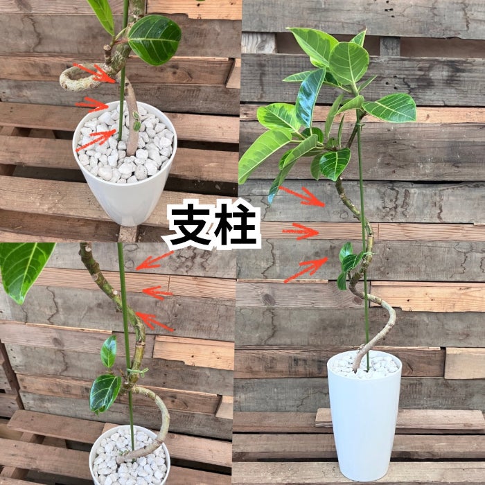 観葉植物現品販売