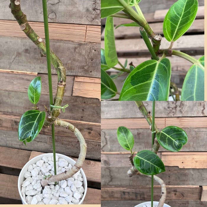 観葉植物現品販売