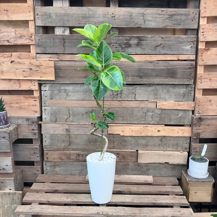 観葉植物現品販売