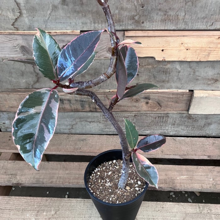 観葉植物現品販売