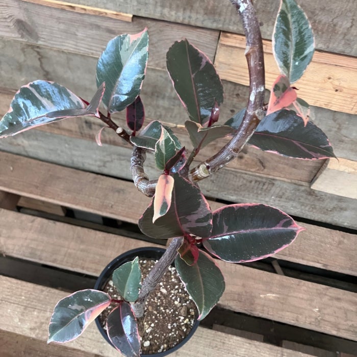 観葉植物現品販売