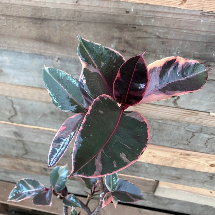 観葉植物現品販売