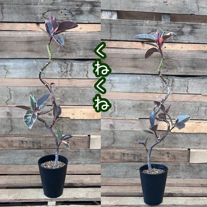 観葉植物現品販売