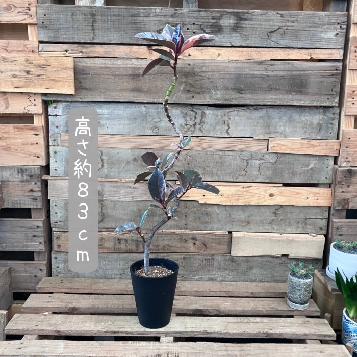 観葉植物現品販売