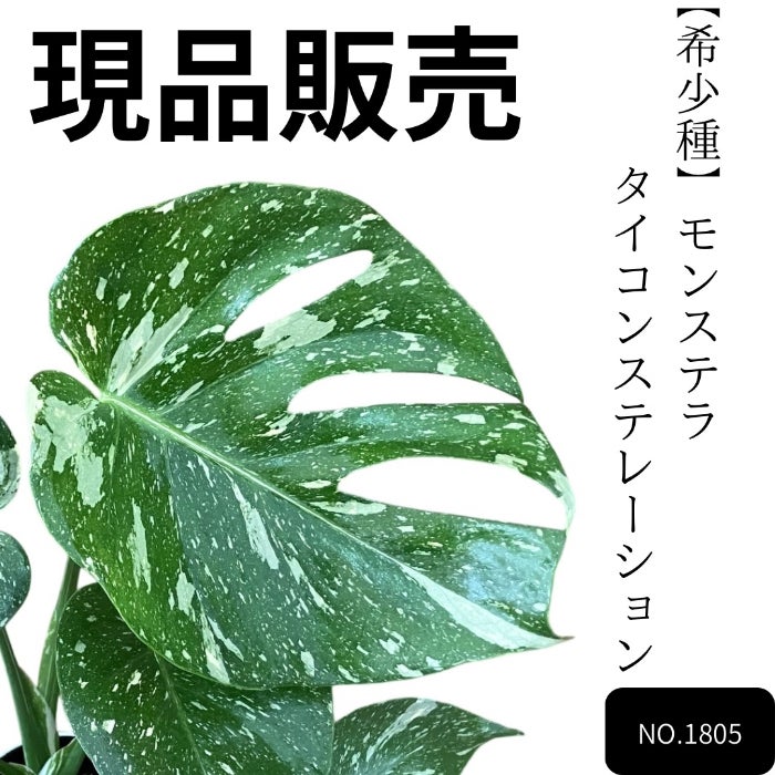 観葉植物 ☆現品販売☆【新品】【希少種】モンステラ・タイコンステ