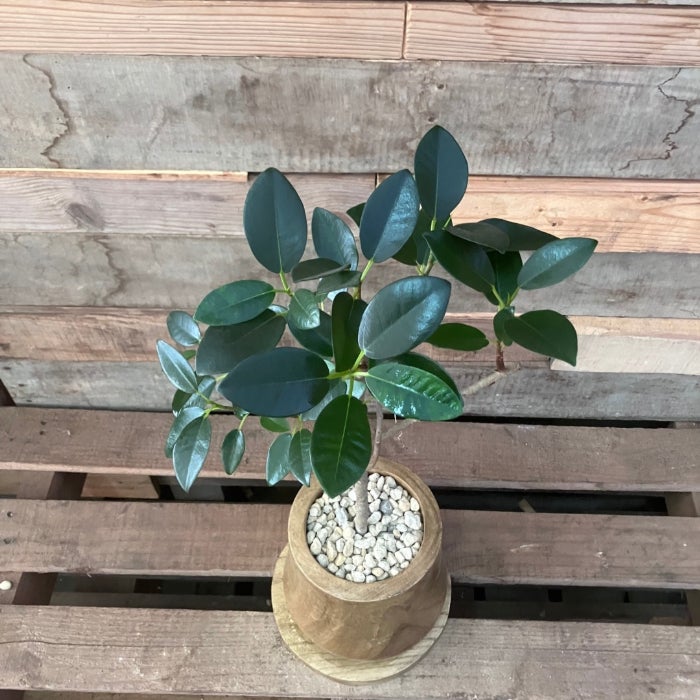 観葉植物現品販売