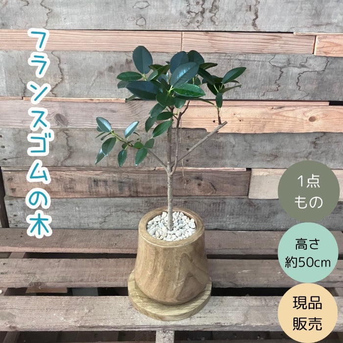 観葉植物現品販売