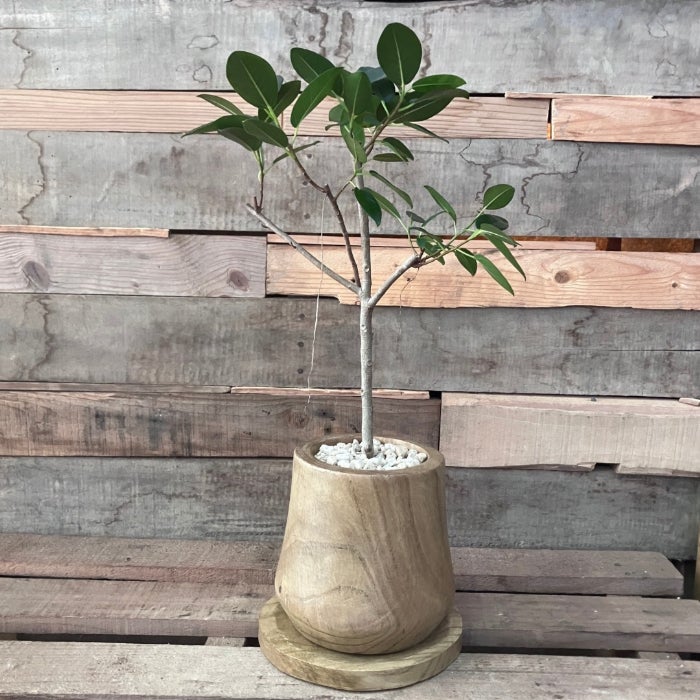 観葉植物現品販売