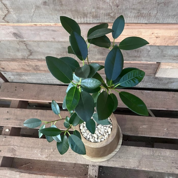 観葉植物現品販売