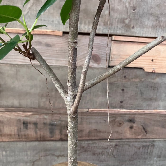 観葉植物現品販売