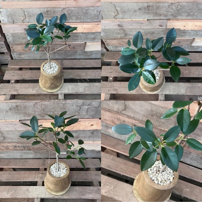 観葉植物現品販売