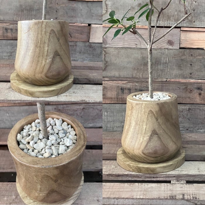 観葉植物現品販売