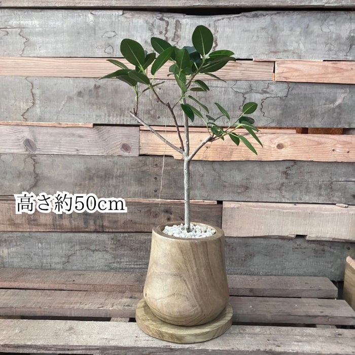 観葉植物現品販売