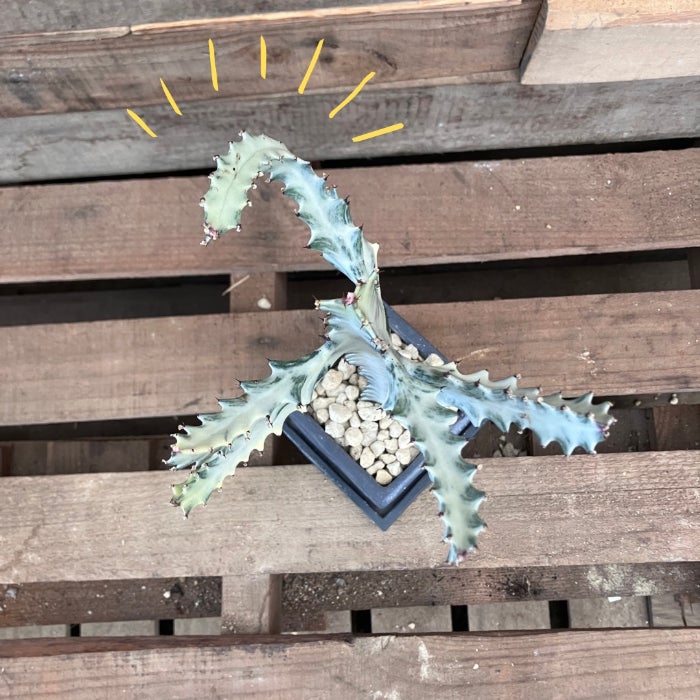 観葉植物現品販売