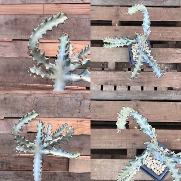 観葉植物現品販売