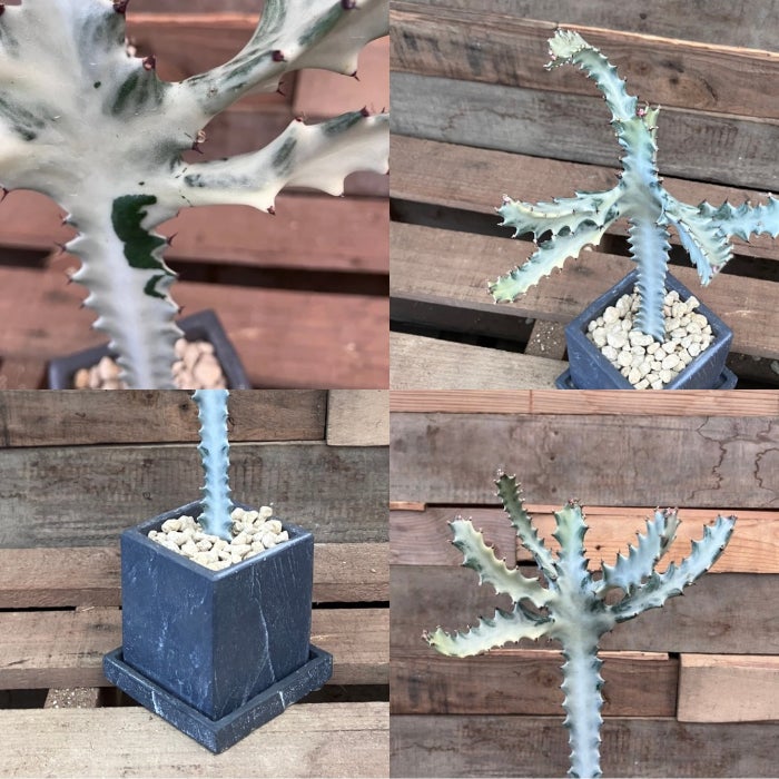 観葉植物現品販売