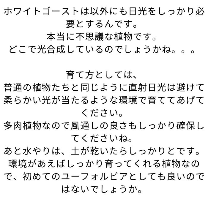 観葉植物現品販売