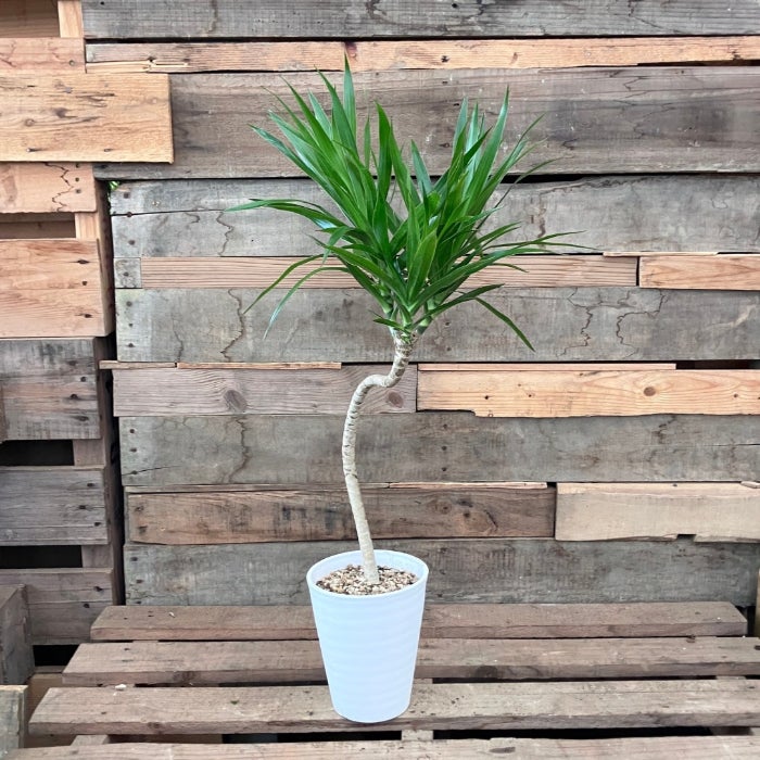 観葉植物現品販売