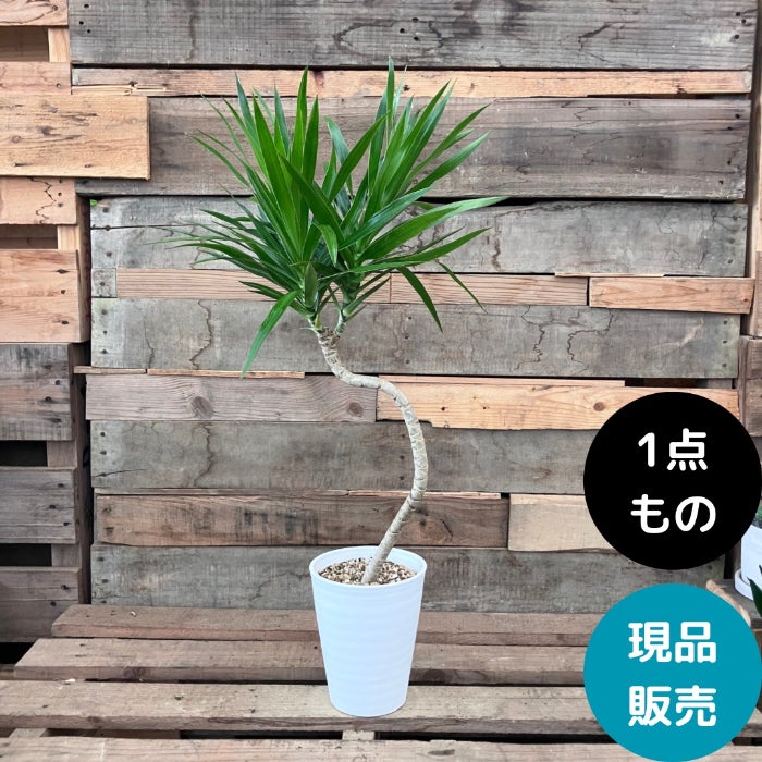 観葉植物現品販売