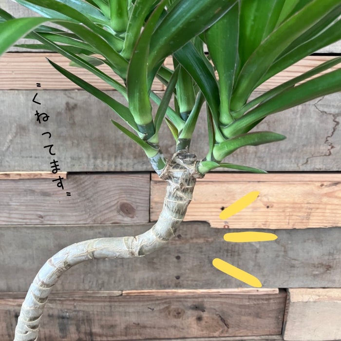 観葉植物現品販売