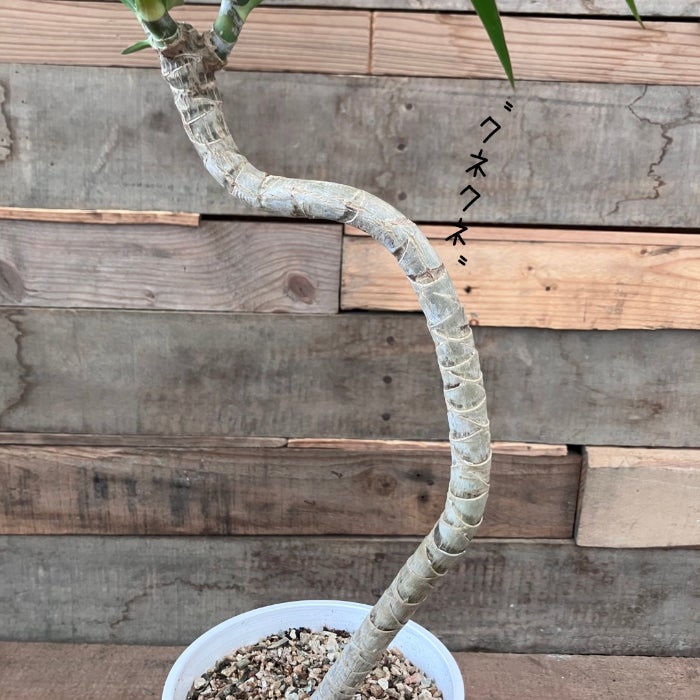 観葉植物現品販売