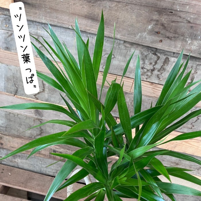 観葉植物現品販売