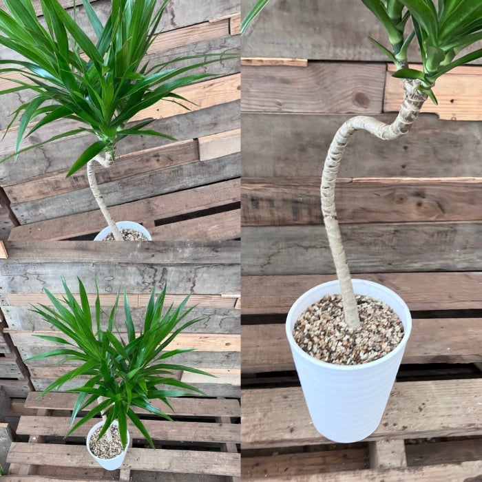 観葉植物現品販売