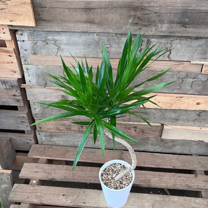 観葉植物現品販売