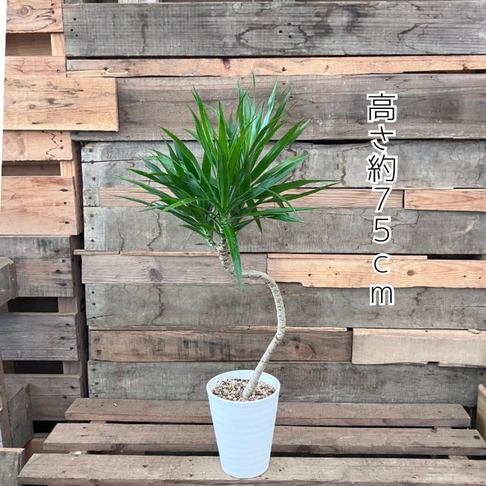 観葉植物現品販売