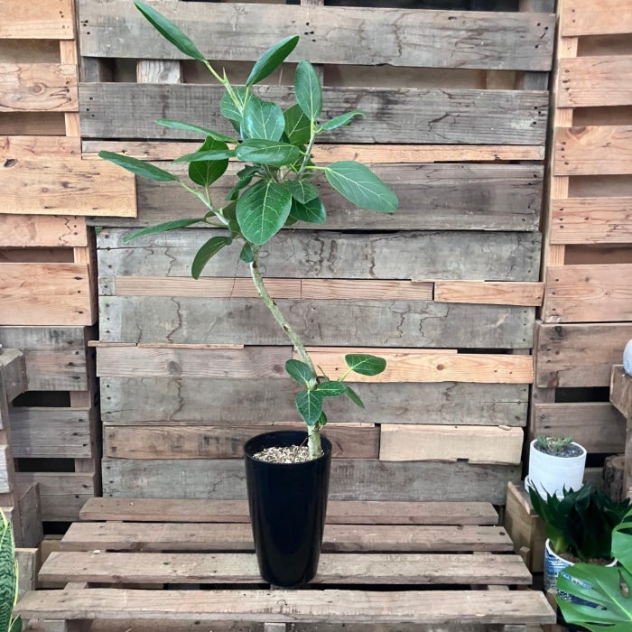 観葉植物 本物 【現品】 唯一無二 くねくねフィカス ベンガレンシス