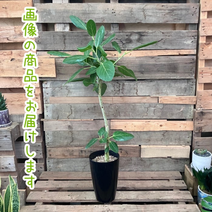 観葉植物現品販売