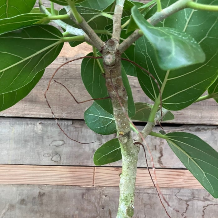 観葉植物現品販売