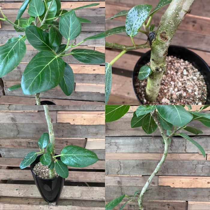 観葉植物現品販売