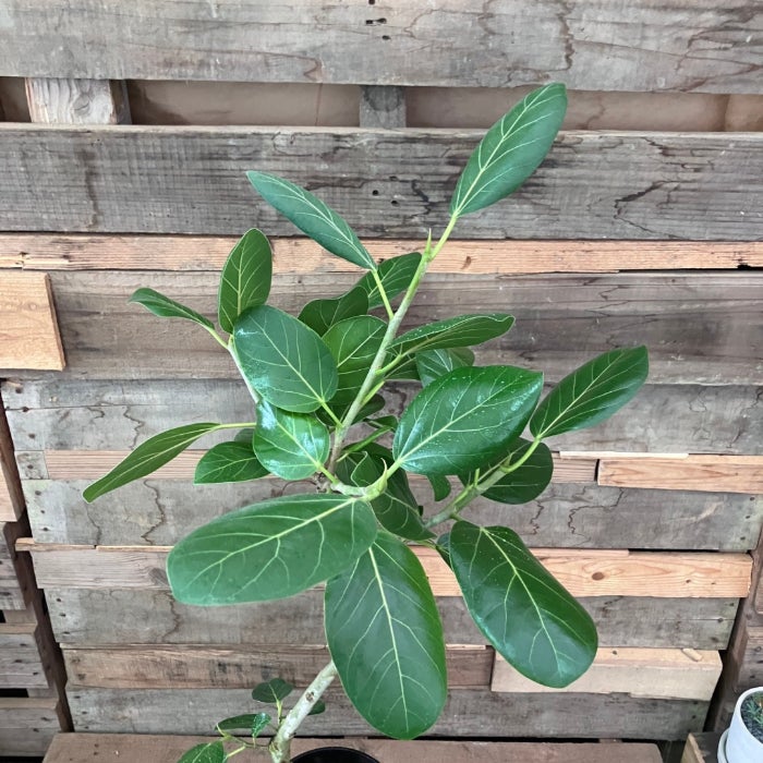 観葉植物現品販売