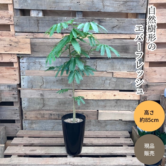観葉植物現品販売