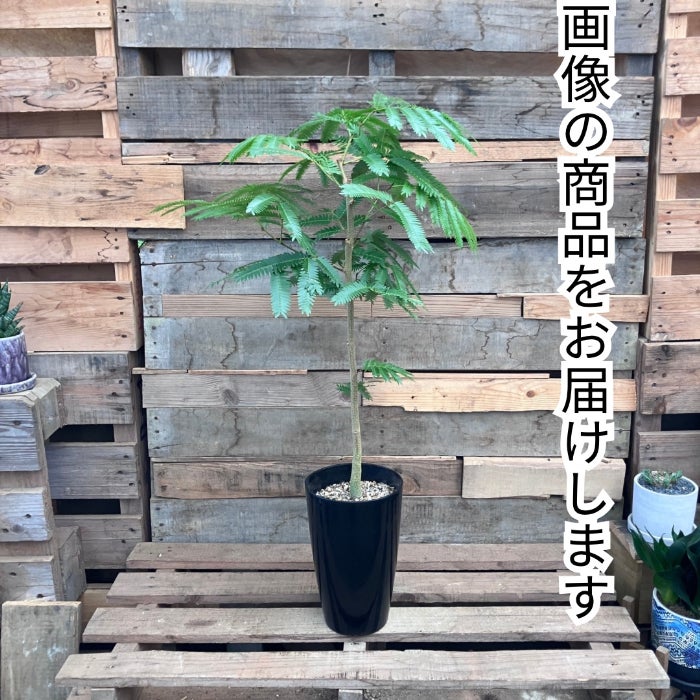 観葉植物現品販売