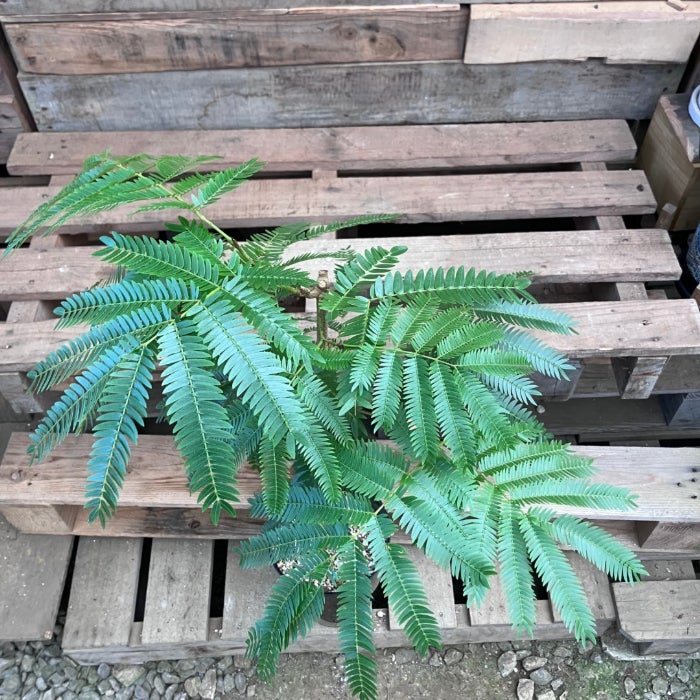 観葉植物現品販売