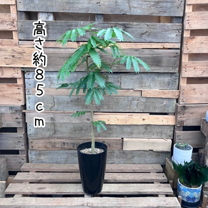 観葉植物現品販売