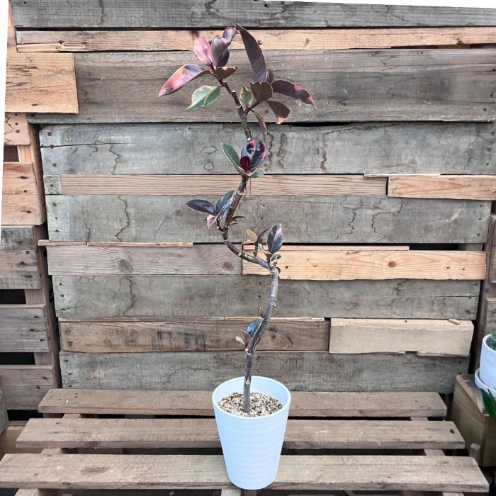 観葉植物現品販売