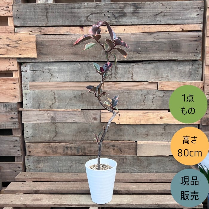 観葉植物現品販売