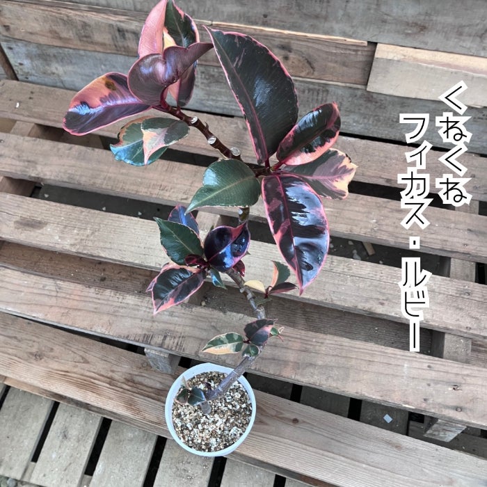 観葉植物現品販売