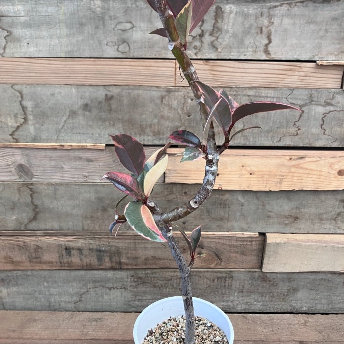 観葉植物現品販売