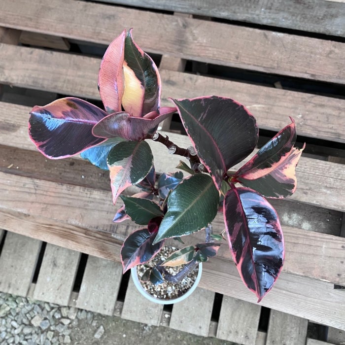 観葉植物現品販売