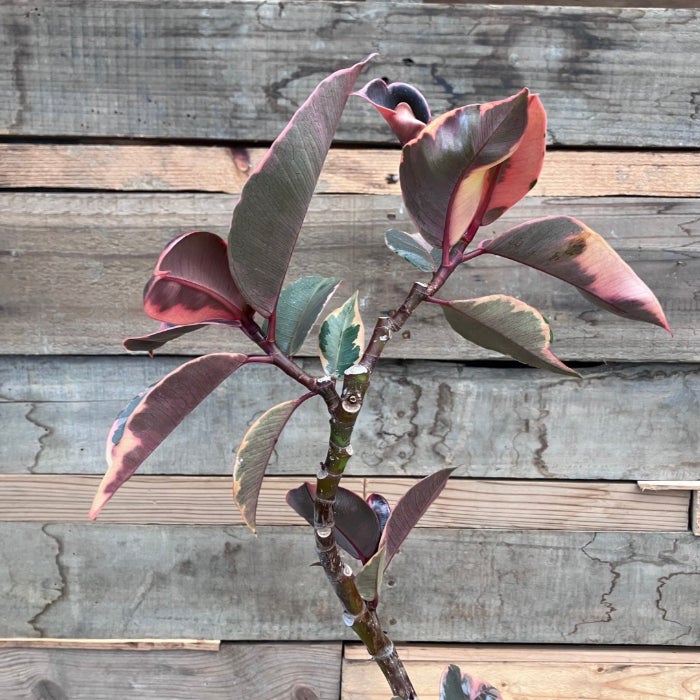 観葉植物現品販売