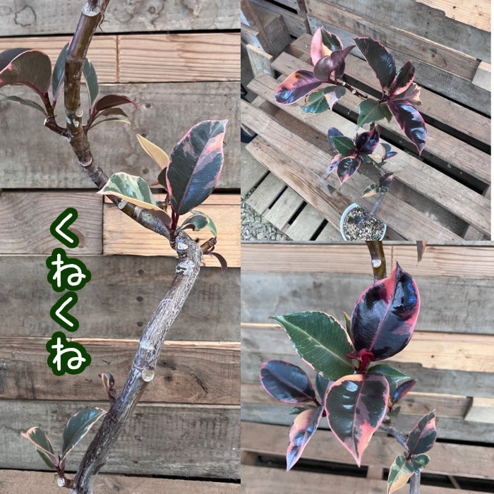 観葉植物現品販売