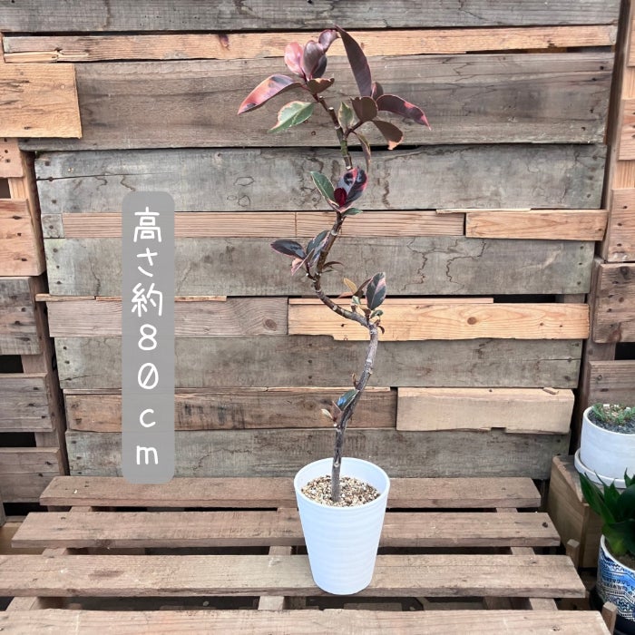 観葉植物現品販売